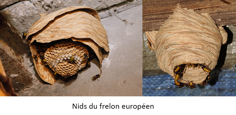 Nids du frelon européen.jpg